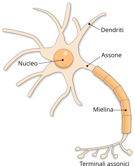 neurone struttura
